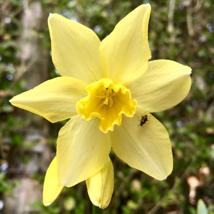 plant image 651699 plant image 651699