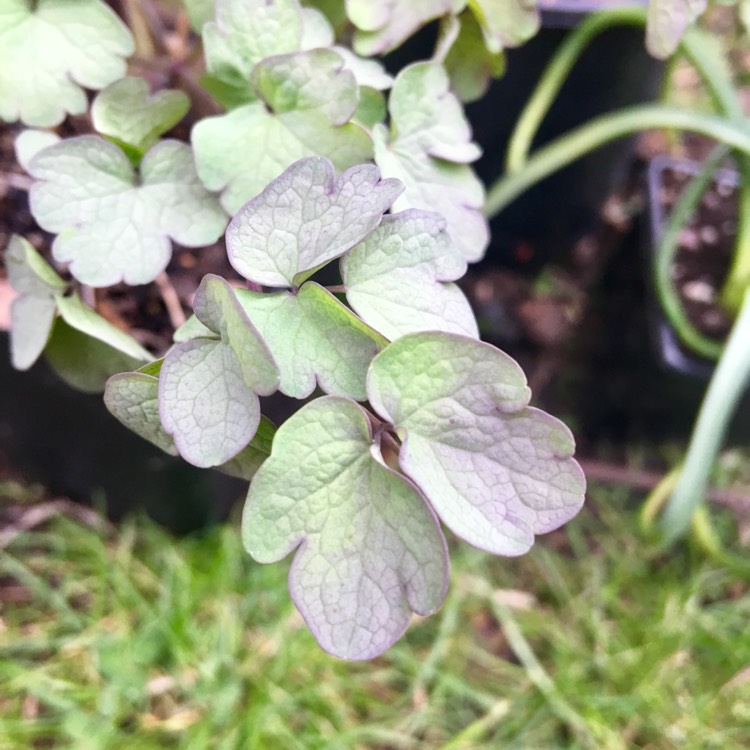 plant image 653186