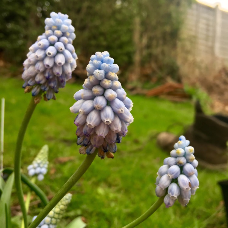 Plant image Muscari armeniacum 'Valerie Finnis'