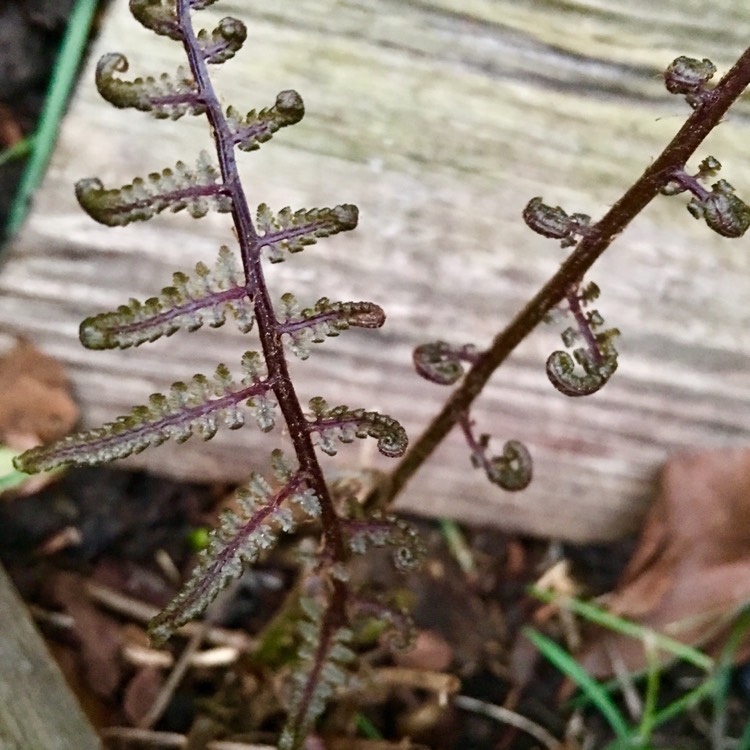 plant image 656969