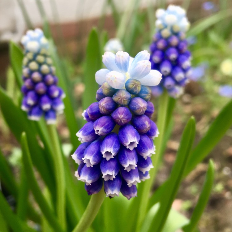 plant image 657974