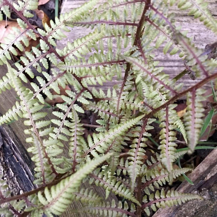 plant image 665813