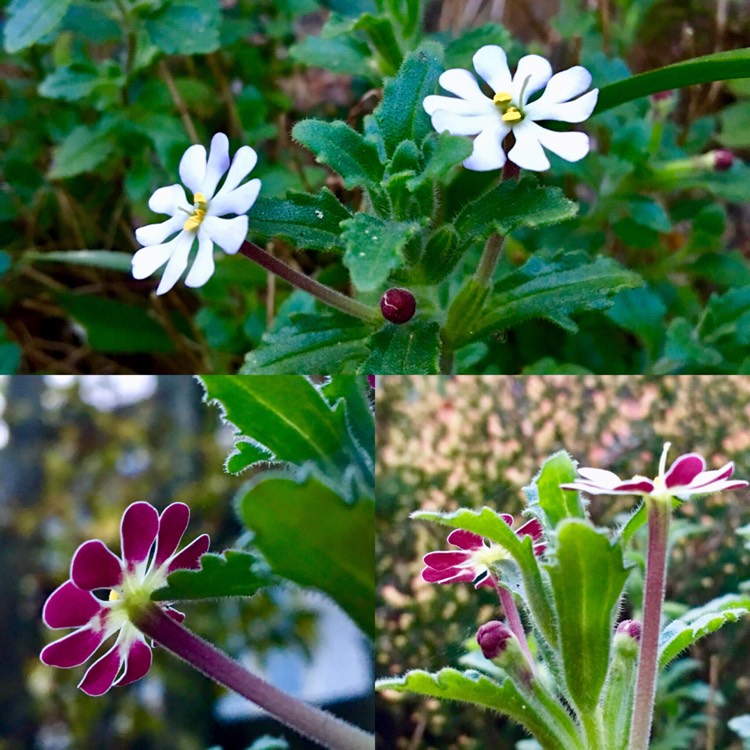 plant image 668581