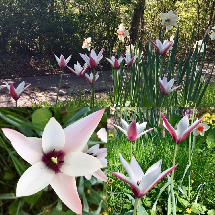 Plant image Tulipa clusiana 'Peppermint Stick'
