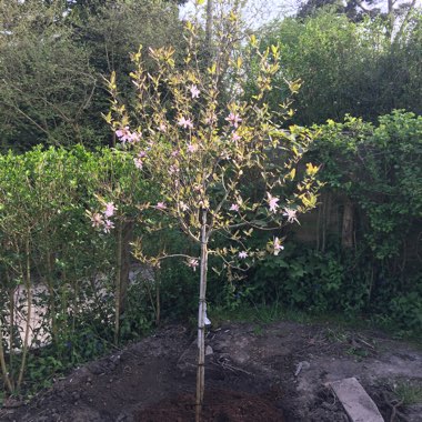 Magnolia x loebneri 'Leonard Messel'