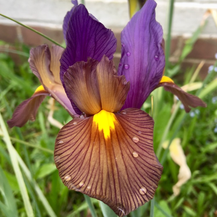 plant image 700683