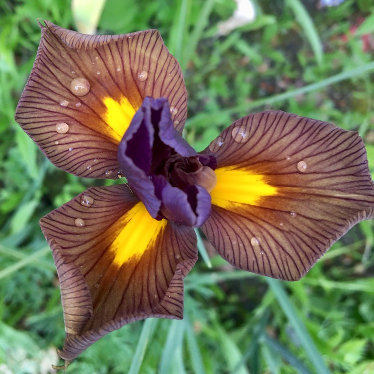 Plant image Iris x hollandica 'Eye of the Tiger'