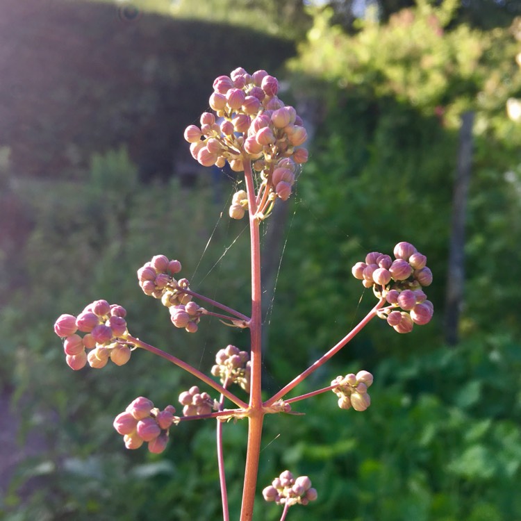 plant image 745931