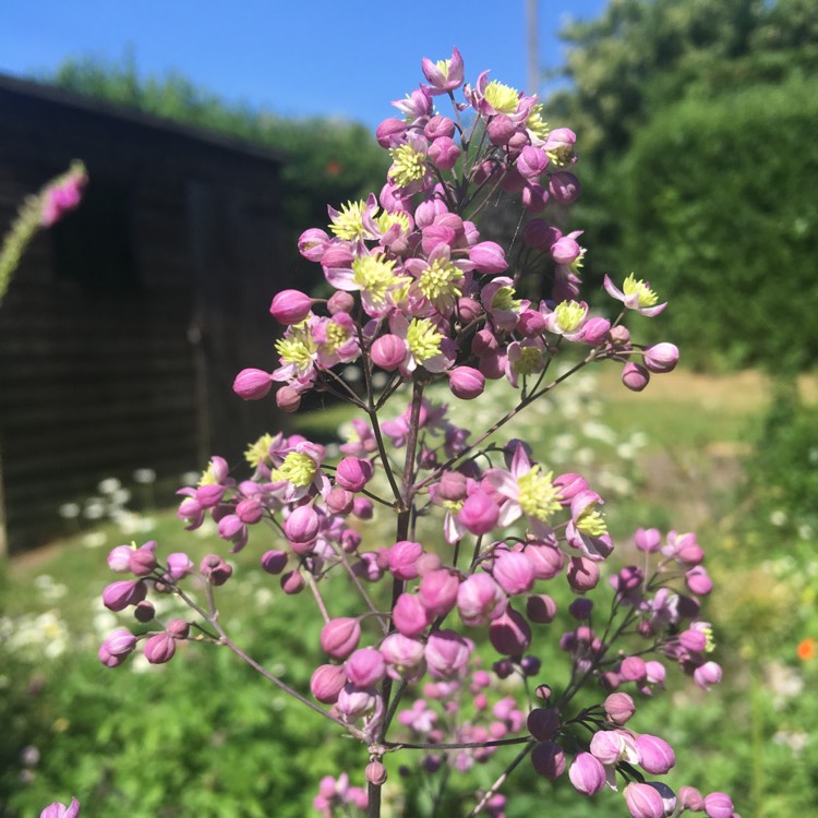 Plant image Thalictrum 'Elin'
