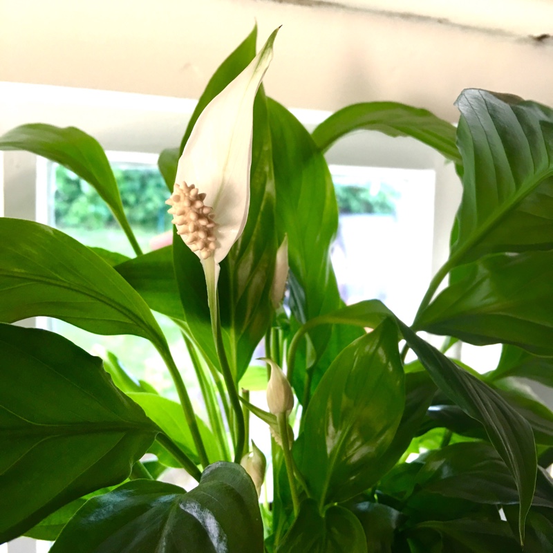 plant image 77534