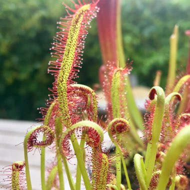Drosera Capensis