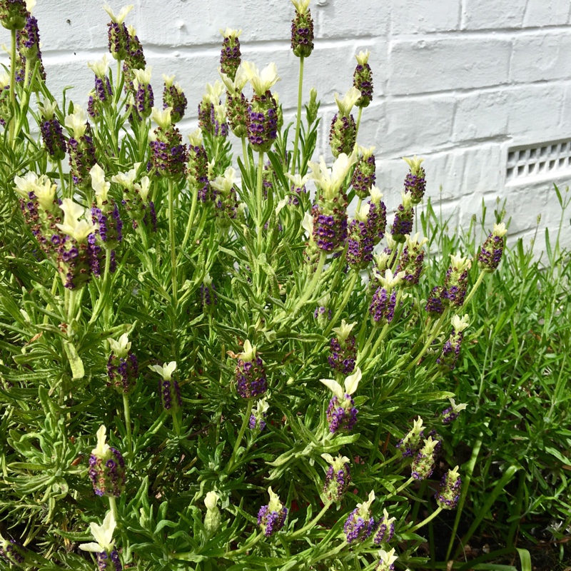 plant image 79734