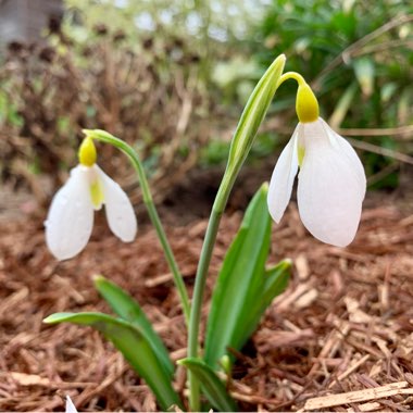 Galanthus plicatus 'Wendy's Gold'