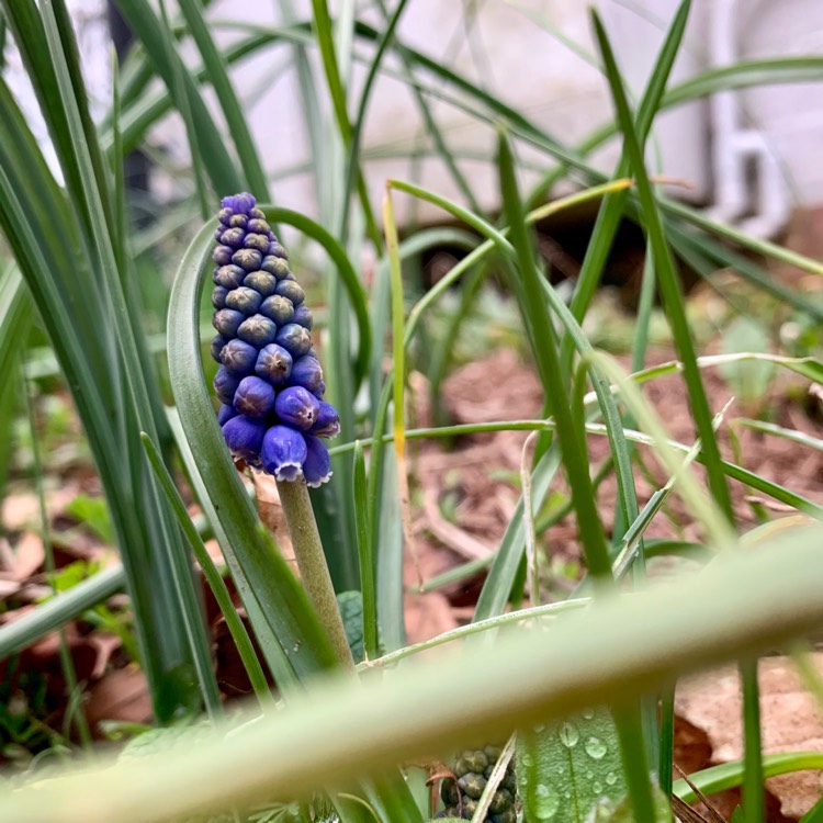 Plant image Muscari 'Joyce Spirit'