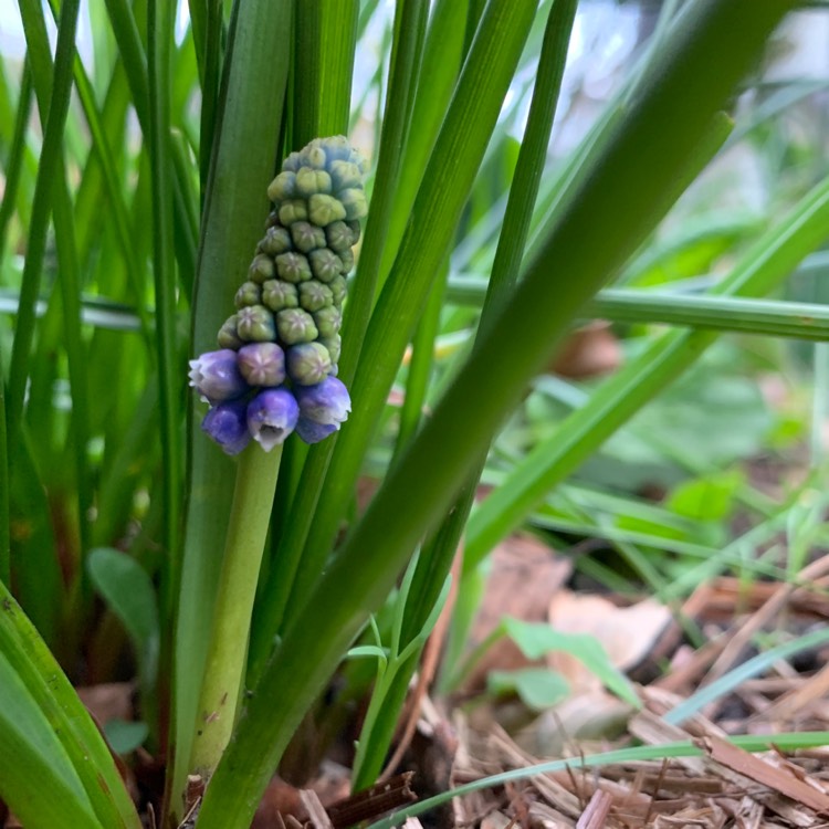 Plant image Muscari 'Mount Hood' syn. Muscari aucheri 'Mount Hood'