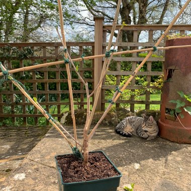 prunus avium 'Porthos'