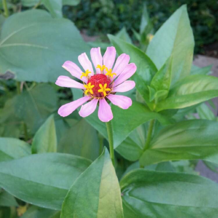 plant image 227375 plant image 227375