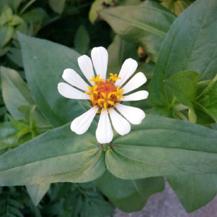 plant image 227376 plant image 227376