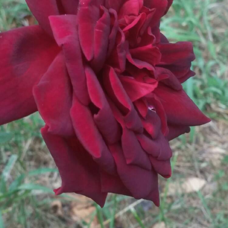 plant image 240645