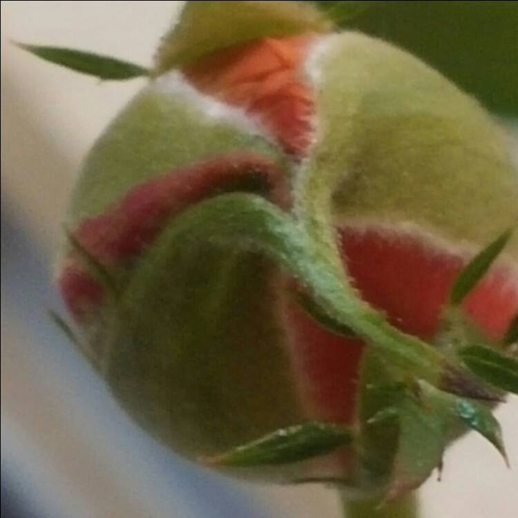 plant image 246153