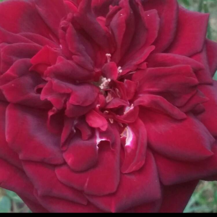 plant image 246158