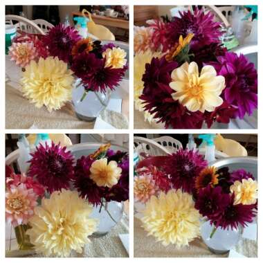 Dahlia (Bedding Varieties)