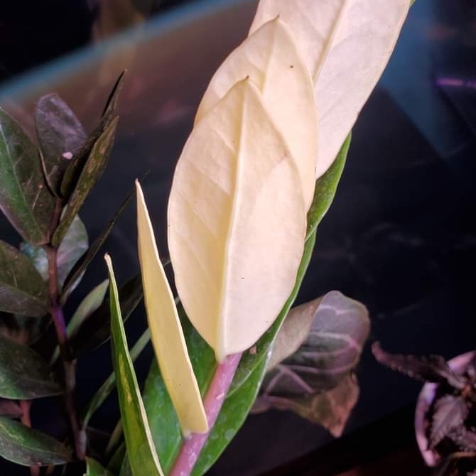 Plant image Zamioculcas zamiifolia 'Variegated'