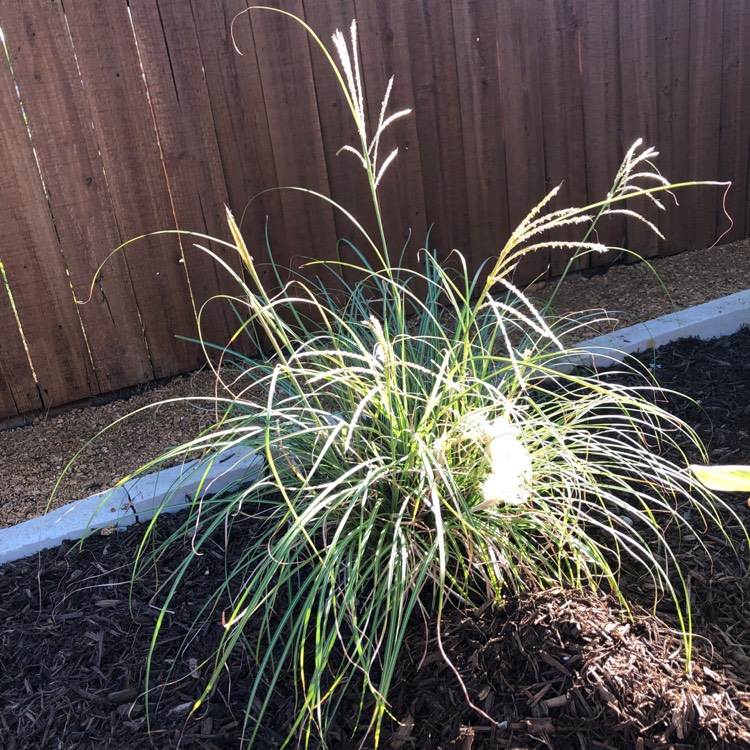 plant image 1630160