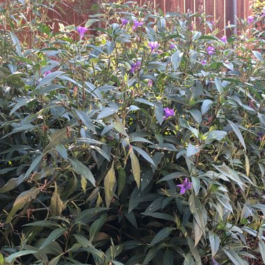 Mexican Petunia