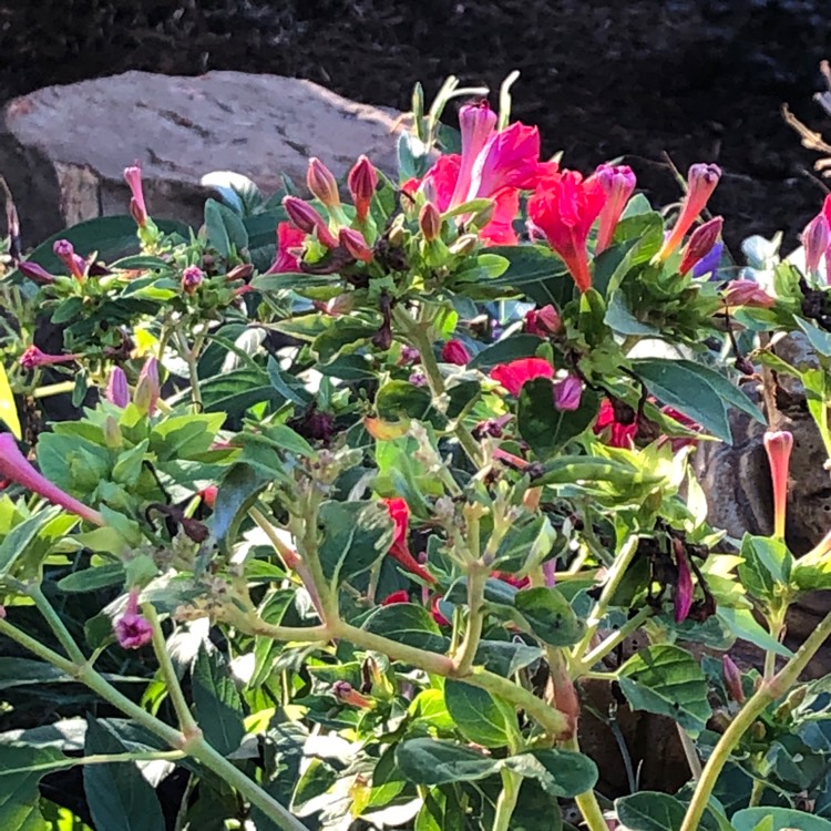 plant image 1630164