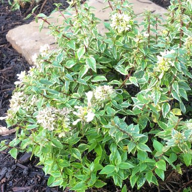 Glossy Abelia