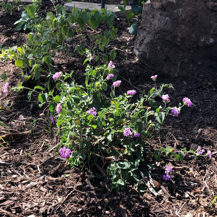 plant image 1632608