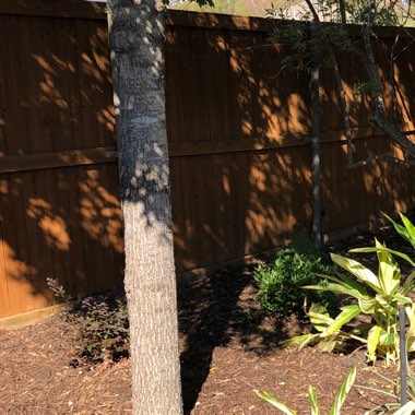 Sheri's garden