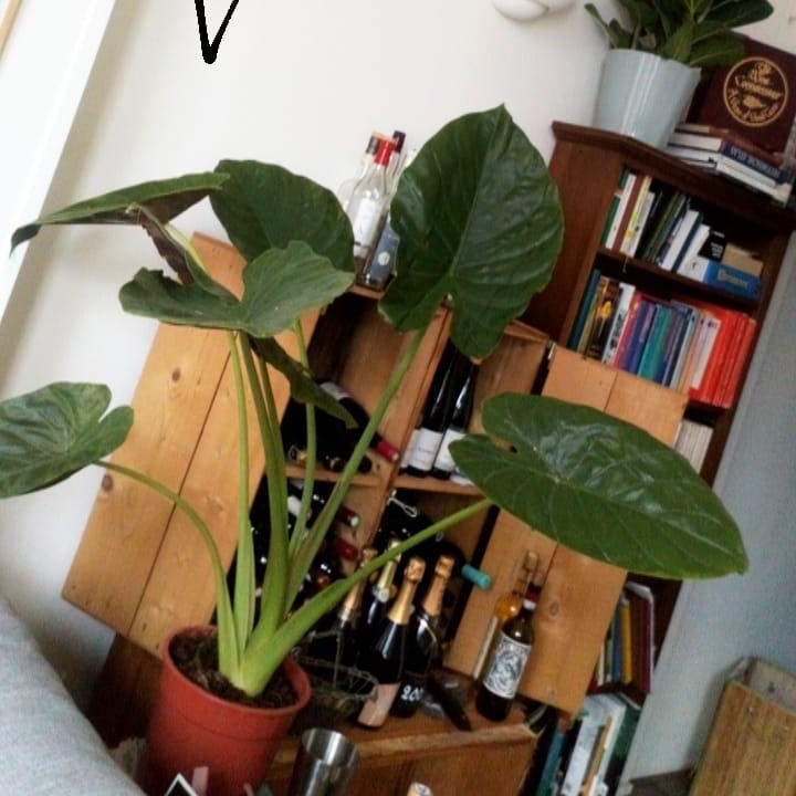 Plant image Alocasia gigantea