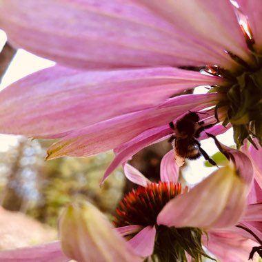 Echinacea