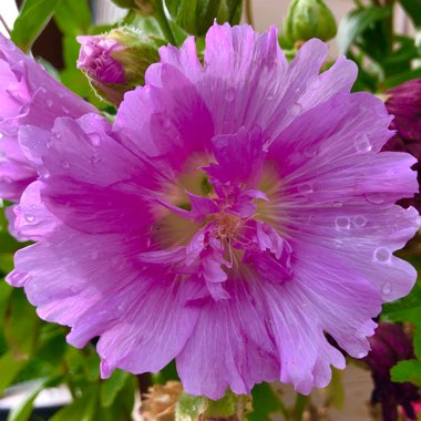 Alcea rosea  syn. Althaea rosea