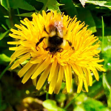 Taraxacum officinale
