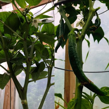 Capsicum annuum 'Anaheim'