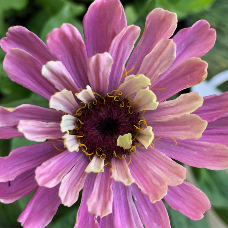 plant image 1174839
