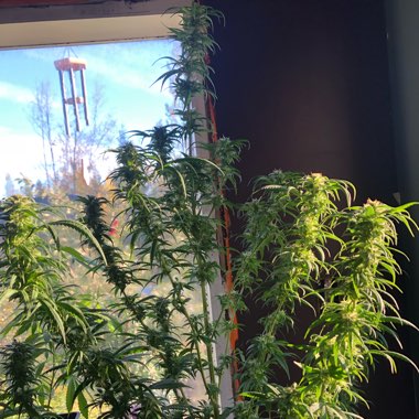 Cannabis sativa