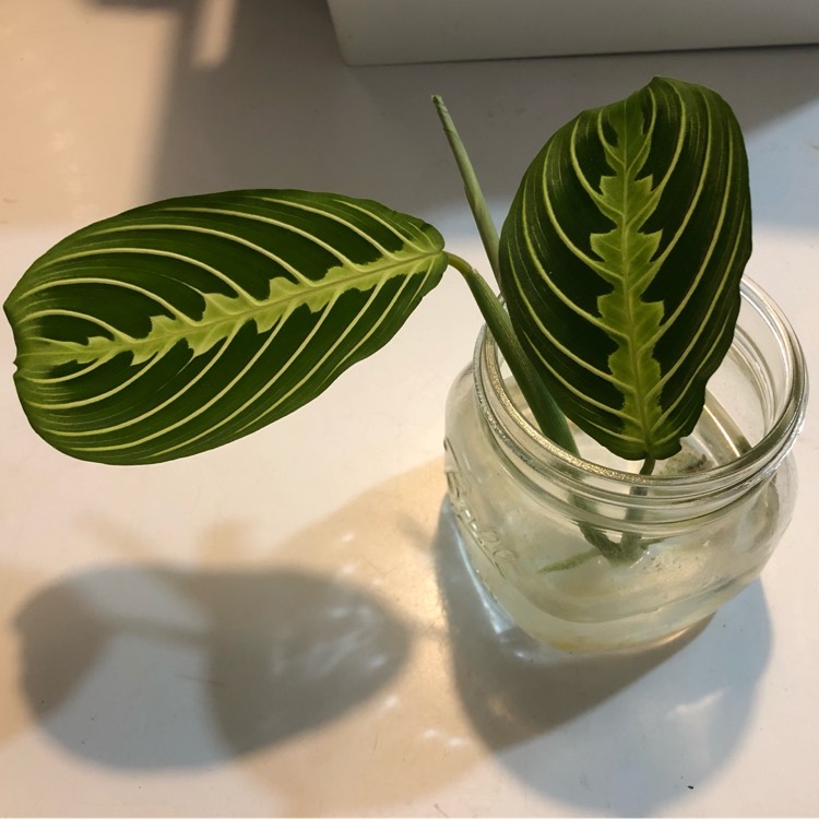 Plant image Maranta Leuconeura
