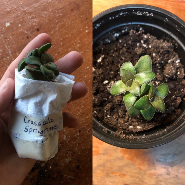 plant image 1188460
