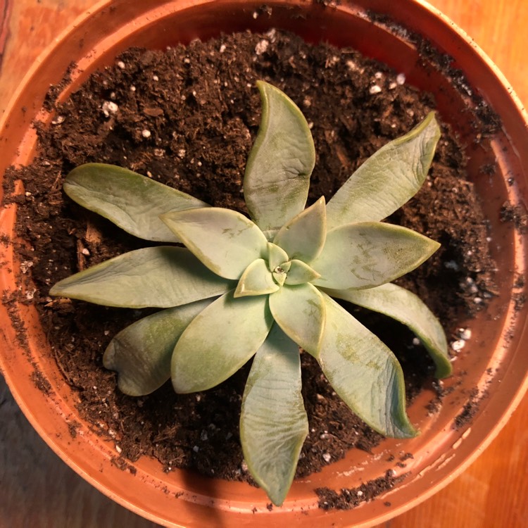 plant image 1188465