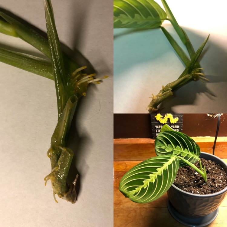 plant image 1189980