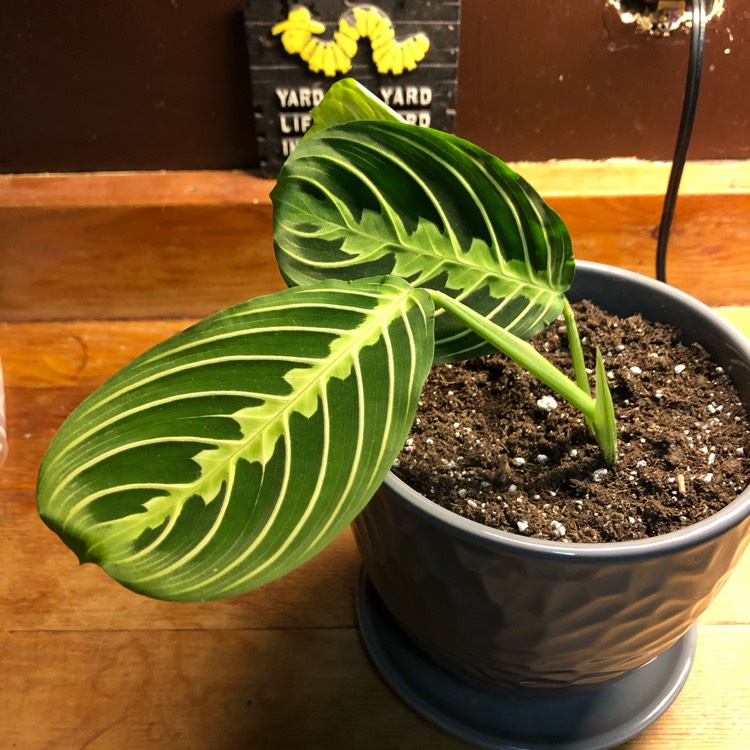 plant image 1189981