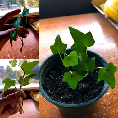 Hedera helix