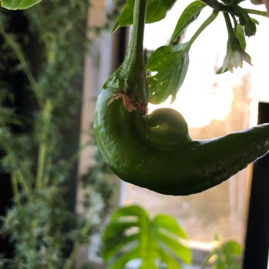 Capsicum annuum 'Anaheim'