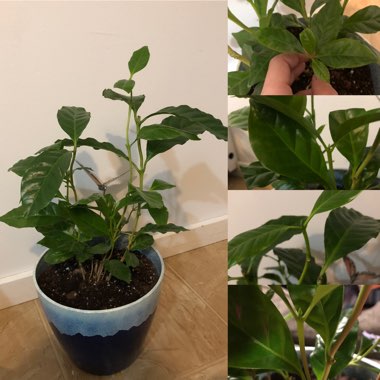 Coffea Arabica
