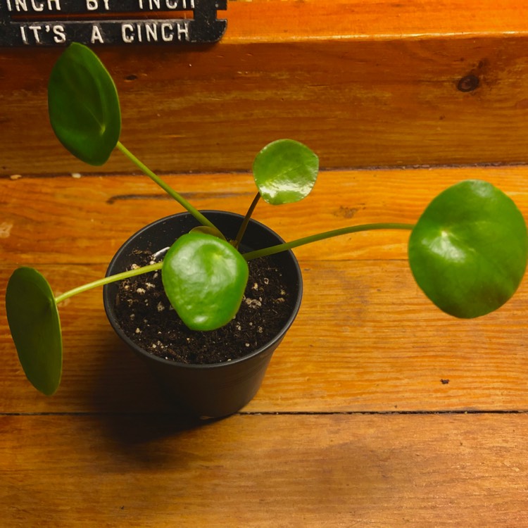 plant image 1196322