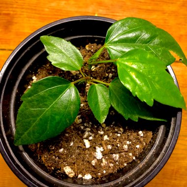 Hibiscus rosa-sinensis